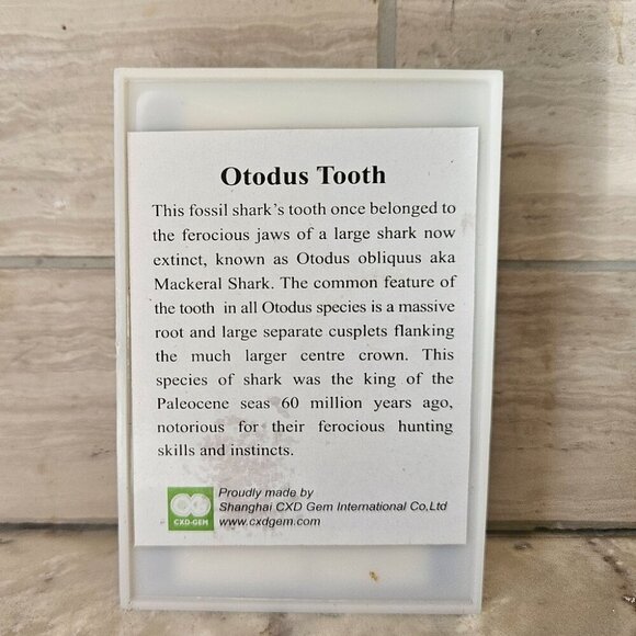 Real Fossil Otodus Shark Tooth Necklace - Picture 2 of 2